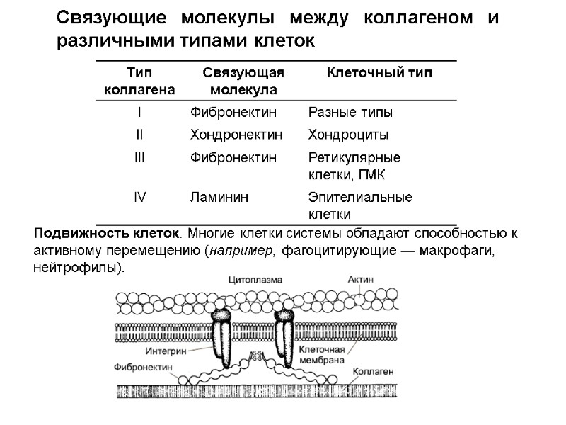 Связующие молекулы между коллагеном и различными типами клеток Подвижность клеток. Многие клетки системы обладают